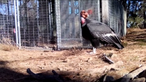 Usa, sette condor della California rimessi in libertà