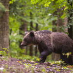 Trentino, dall’Ispra via libera ad abbattimento orso M90