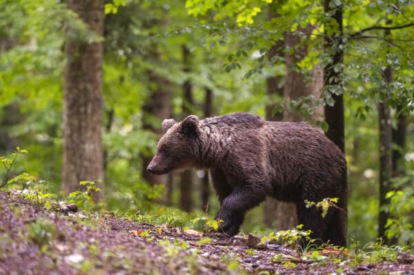Trentino, dall’Ispra via libera ad abbattimento orso M90