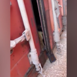 Usa, cane intrappolato per giorni in container: salvato dalla guardia costiera
