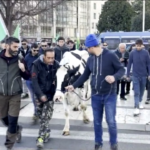 Protesta agricoltori, trattori alla stazione Centrale di Milano: c’è anche mucca Ercolina