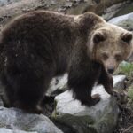 Trentino, Tar blocca l’uccisione dell’orsa che ha aggredito un turista francese
