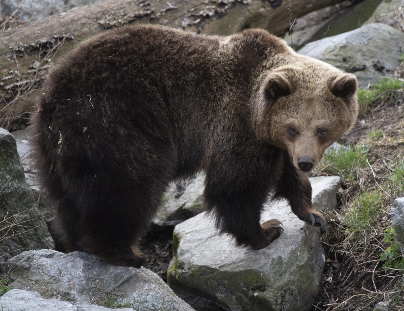 Trentino, abbattuto l’orso M90: Fugatti aveva firmato il decreto