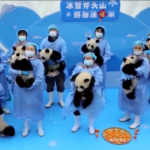 Cina, cuccioli di panda gigante celebrano capodanno lunare