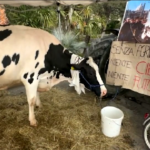 Sanremo, agricoltori appello ad Amadeus: “Lasciamo mucca e veniamo a piedi”