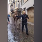 Caso Pozzolo, dromedario a Biella contro Renzi: lo porta a spasso Zappalà