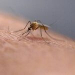 Dengue, un caso segnalato a Venezia e due a Trieste