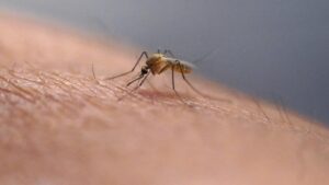 Mosquitoes Health and Climate