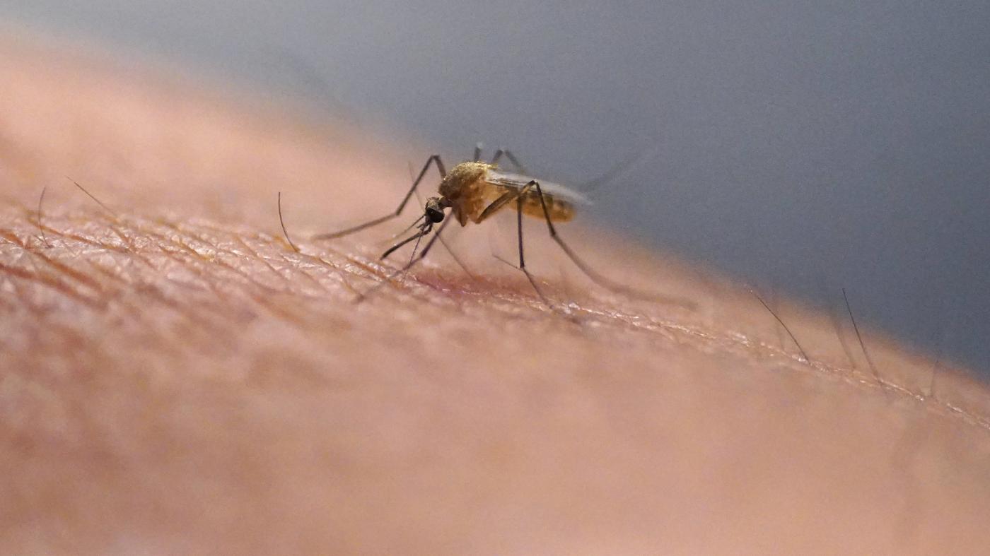 Dengue, ministero alza allerta in porti e aeroporti