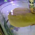 Gravidanza ‘miracolosa’ per una razza in North Carolina: incinta senza un compagno maschio