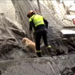 Crollo Firenze, anche i cani per cercare sotto le macerie
