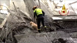 Crollo Firenze, anche i cani per cercare sotto le macerie