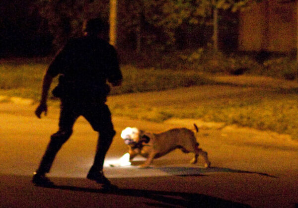 Operata bimba di 2 anni azzannata da cani ad Anguillara, è grave