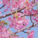 Giappone, il clima mite fa sbocciare i fiori di ciliegio