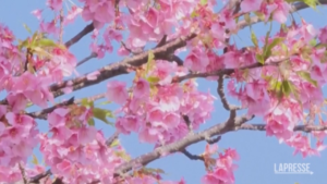 Giappone, il clima mite fa sbocciare i fiori di ciliegio