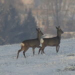 Usa, aumentano i casi della malattia del ‘cervo zombie’ tra gli animali