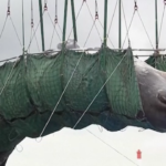 Osaka, balena spiaggiata: scheletro sarà esposto al museo