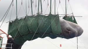 Osaka, balena spiaggiata: scheletro sarà esposto al museo