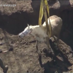Los Angeles, cavallo di 500 kg finisce in un buco: il difficile salvataggio dei vigili del fuoco