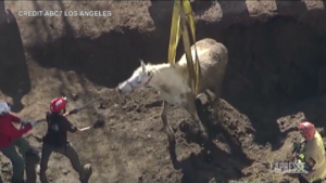 Los Angeles, cavallo di 500 kg finisce in un buco: il difficile salvataggio dei vigili del fuoco