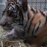 Usa, tigre maltrattata in riabilitazione allo zoo di Oakland