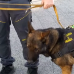 Pescara, sequestrato un chilo di droga: arrestato pusher