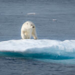 Allarme del Wwf, l’orso polare sempre più a rischio d’estinzione