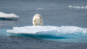 Allarme del Wwf, l’orso polare sempre più a rischio d’estinzione