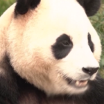Centinaia di persone dicono addio al primo panda gigante nato in Sud Corea