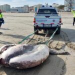 Cesena, trovato pesce luna dal peso record di una tonnellata