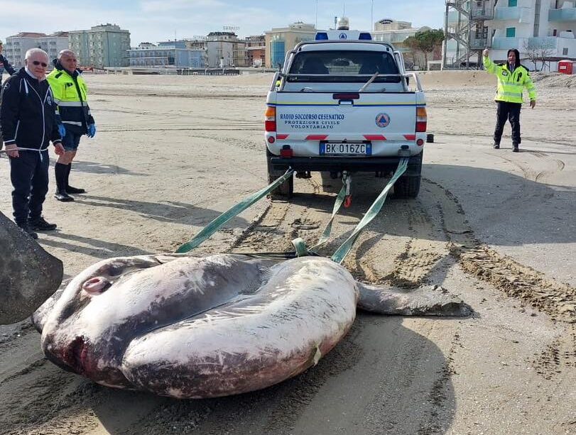 Cesena, trovato pesce luna dal peso record di una tonnellata