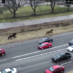 Usa, Ohio: cavalli fuggono dal maneggio della polizia e corrono in autostrada