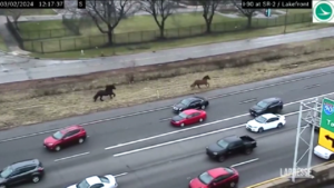 Usa, Ohio: cavalli fuggono dal maneggio della polizia e corrono in autostrada