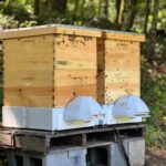 Intelligenza artificiale tutela biodiversità, tecnologia salva api