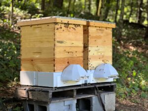 Intelligenza artificiale tutela biodiversità, tecnologia salva api