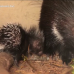 Lo zoo di Whipsnade dà il benvenuto a un nuovo cucciolo di porcospino africano