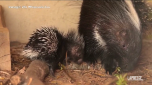 Lo zoo di Whipsnade dà il benvenuto a un nuovo cucciolo di porcospino africano