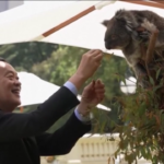 Australia, leader ASEAN a Melbourne: foto e coccole con il koala