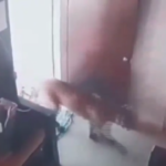 India, leopardo entra in casa: 12enne coraggioso lo intrappola