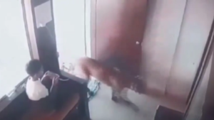 India, leopardo entra in casa: 12enne coraggioso lo intrappola