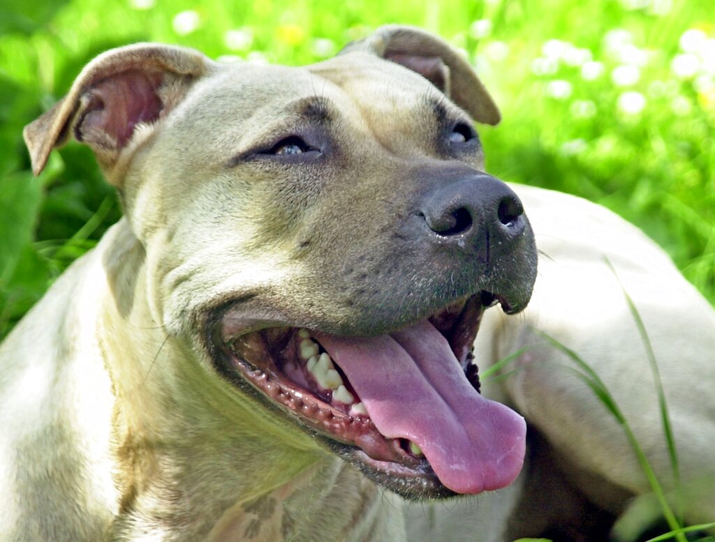 Grugliasco, senza dimora aggredito dai suoi pitbull Grugliasco, senza dimora aggredito dai suoi pitbull