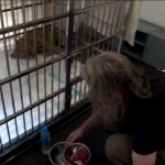 Libano, cucciolo di leone forse contrabbandato dalla Siria affidato alle associazioni animaliste