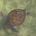 Zanzibar, 8 bambini e una donna morti per aver mangiato carne di tartaruga