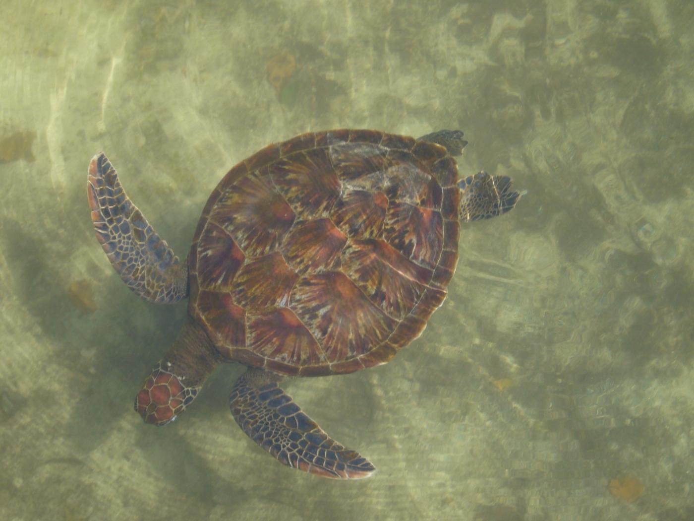 Zanzibar, 8 bambini e una donna morti per aver mangiato carne di tartaruga
