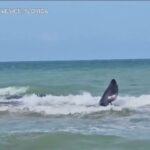 Florida, capodoglio muore dopo essersi spiaggiato