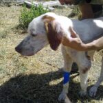 Maltrattamento animali, Enpa: “Emendamenti Lega una vergogna”