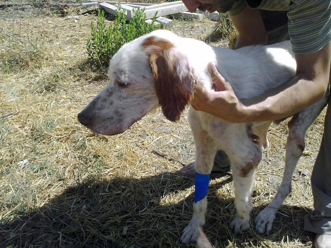 Maltrattamento animali, Enpa: “Emendamenti Lega una vergogna”