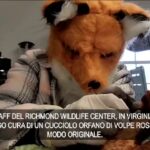 Usa, veterinaria si traveste da volpe rossa per allattare cucciolo orfano