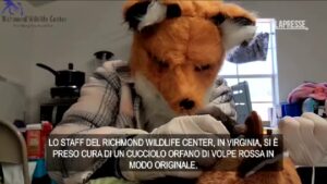 Usa, veterinaria si traveste da volpe rossa per allattare cucciolo orfano