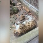 Cina, ironia social su leopardo obeso: “Sembra quello di Zootropolis”